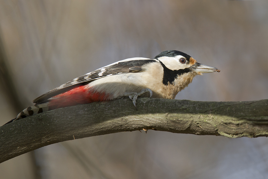100 DziÄ™cioĹ‚